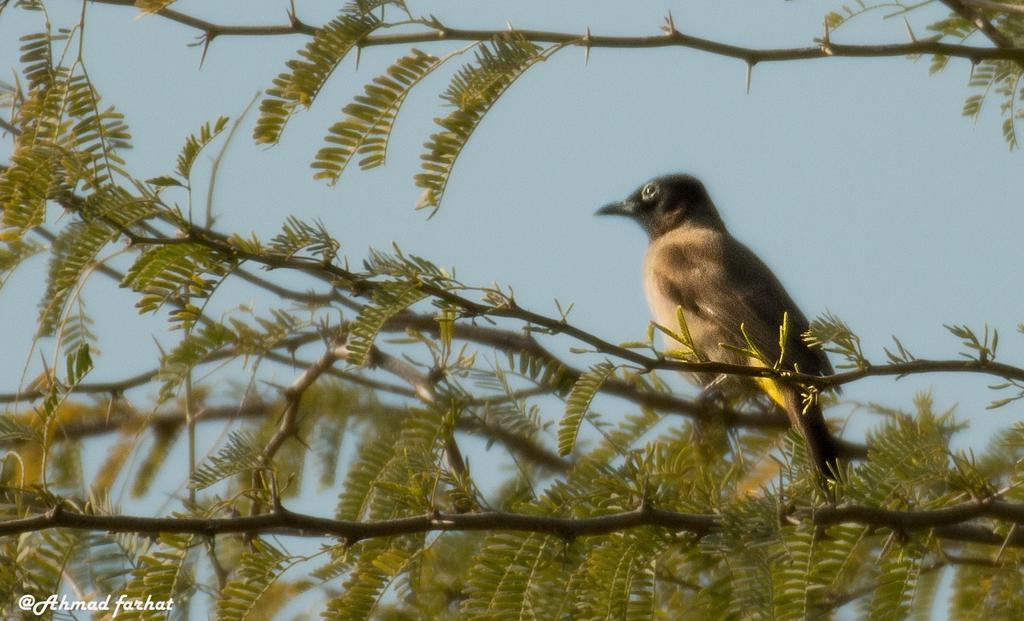 Hotel Sharhabil Bin Hasnah Ecopark Qulay'at Esterno foto